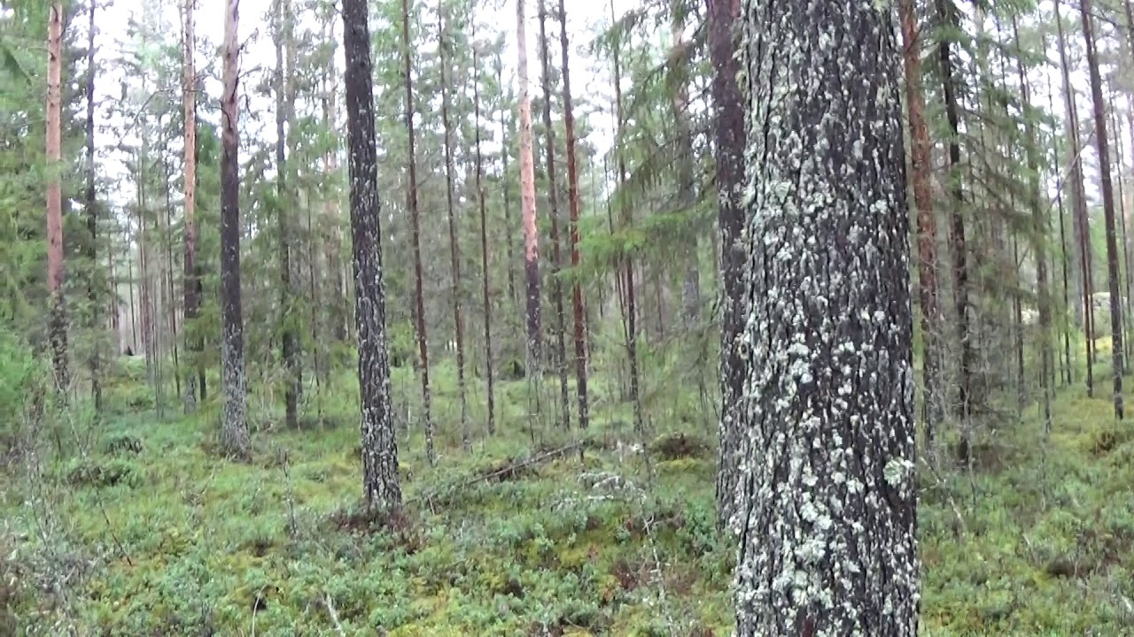 Siemenpuilla tehty taimikko
