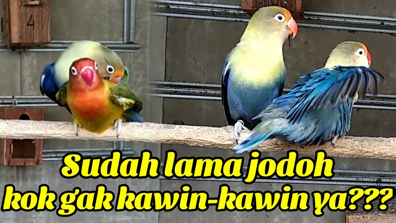 3 Penyebab paling penting indukan Lovebird sudah jodoh tapi tidak pernah kawin