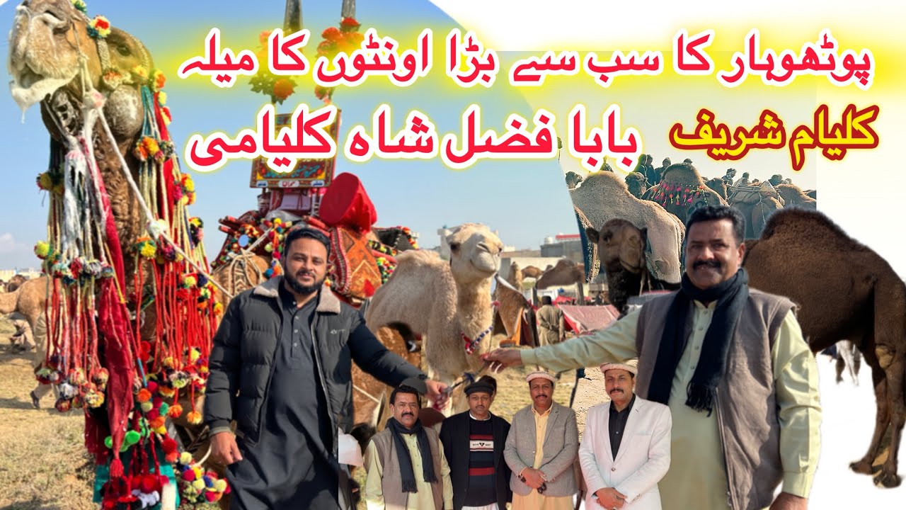 Kalyam Sharif Mela 2026 | Pothwar Mela | Camel Mandi | کلیام شریف اونٹوں کا میلہ