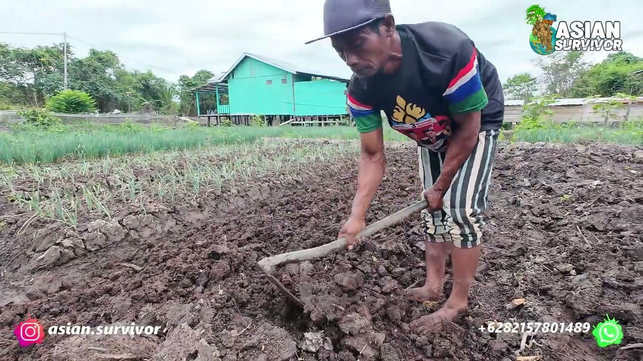 TEKNIK MEMBUAT BEDENGAN DI LAHAN BEKAS RAWA PASANG SURUT ALA PAK SUDIWANI; CERITA LAHAN TRANSMIGRASI