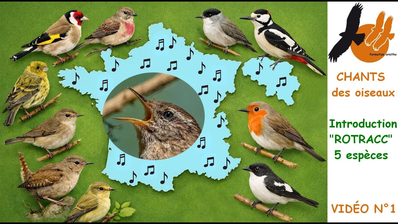 Chants des oiseaux de France et de Belgique N°1 - introduction et 