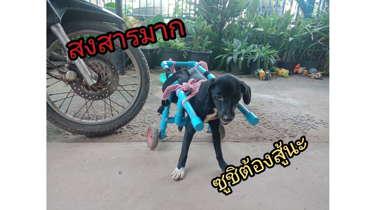 ทำรถวิวแชร์สำหรับหมาพิการ