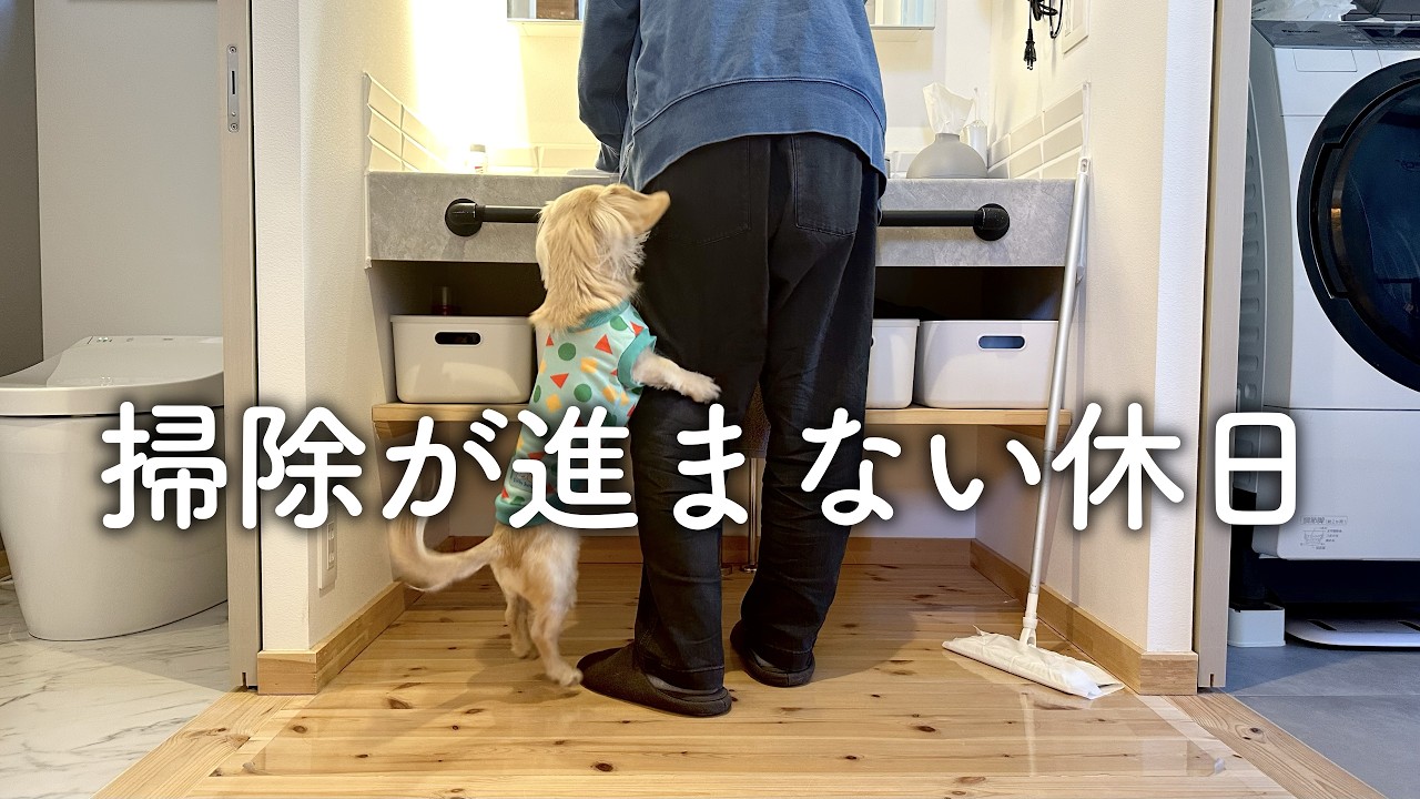 【愛犬と楽しむ掃除ルーティン】30代夫婦の妻が不在の夫の休日vlog｜犬のいる生活