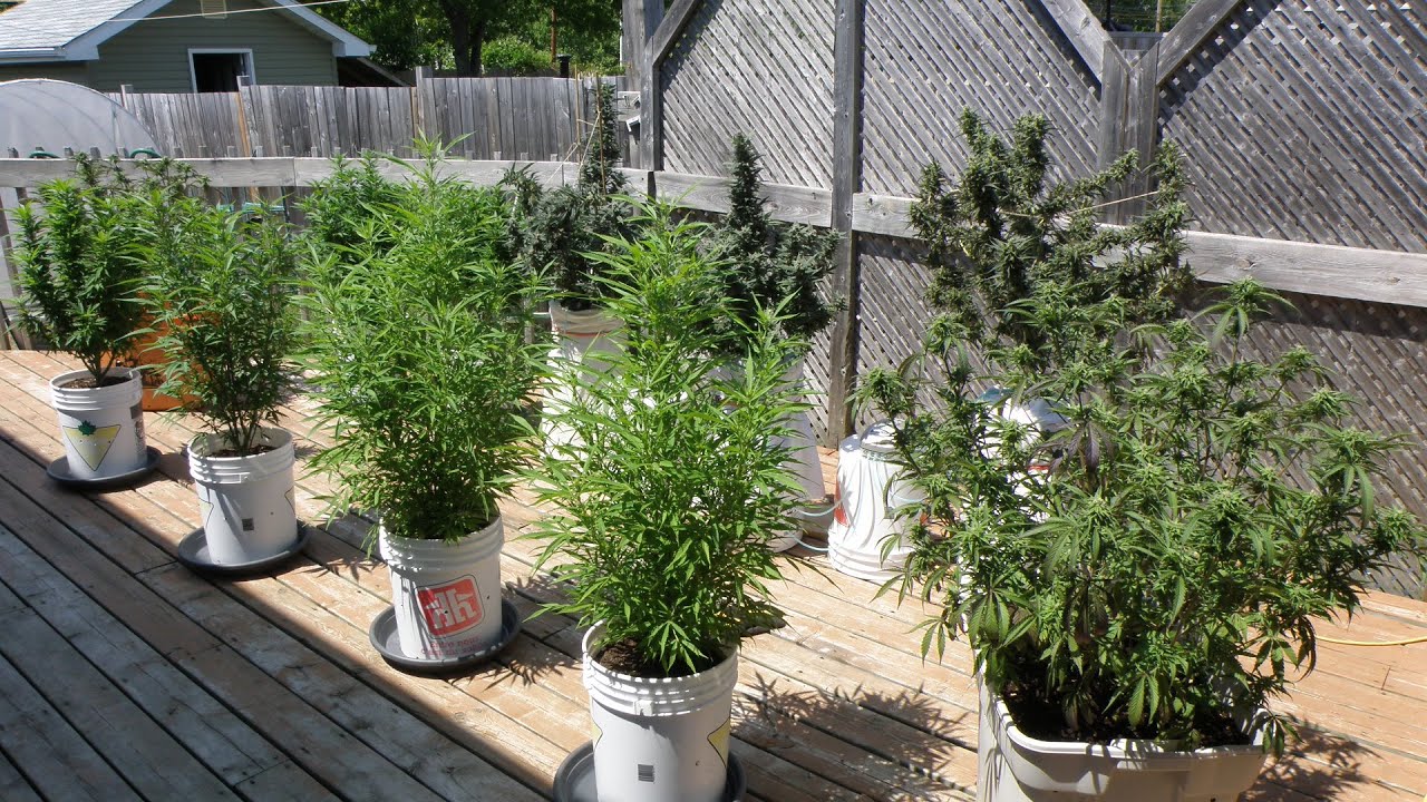 Growing Cannabis Outdoors in Northern Ontario, Canada 2021