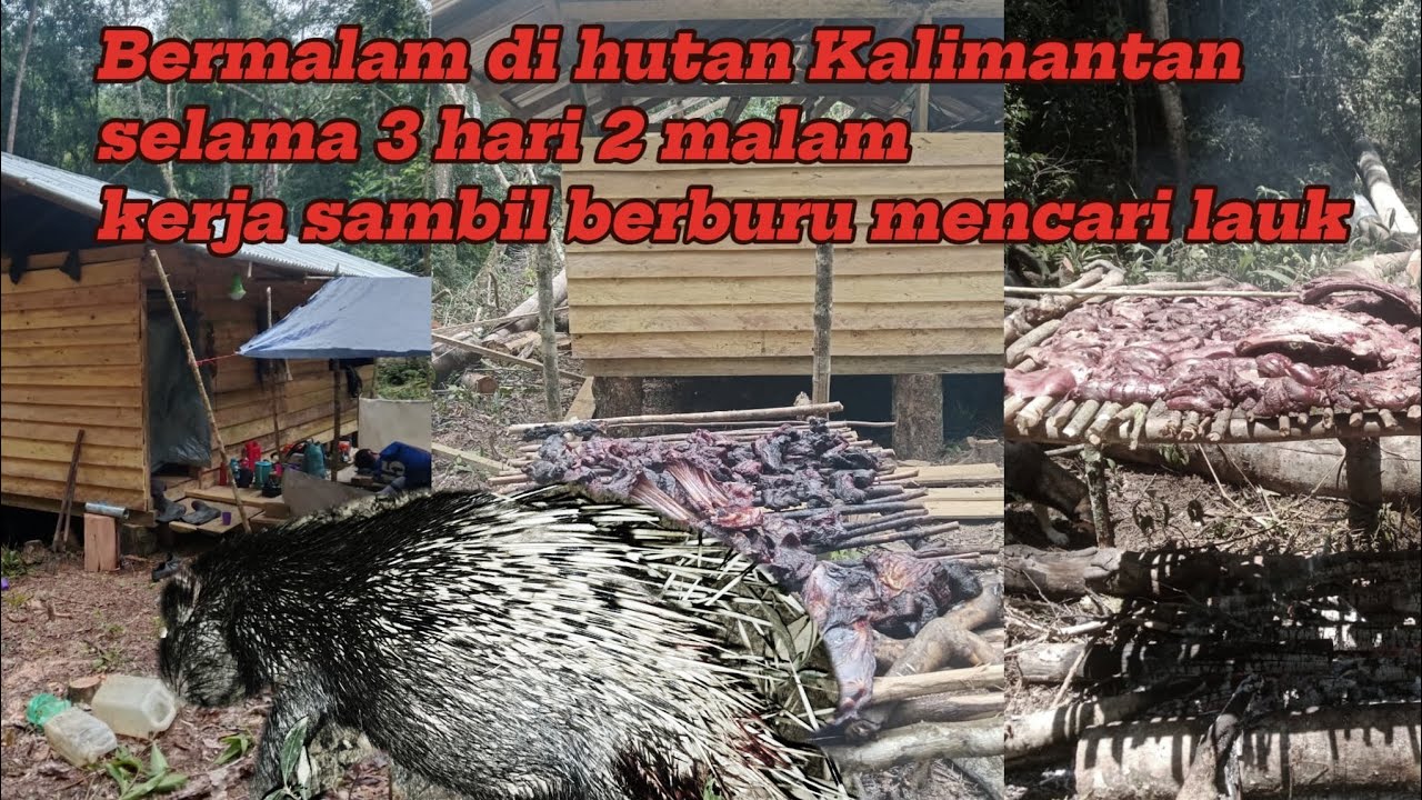 SERUU!! MASUK HUTAN KALIMANTAN DAN BERMALAM 3 HARI 2 MALAM SAMBIL KERJA 