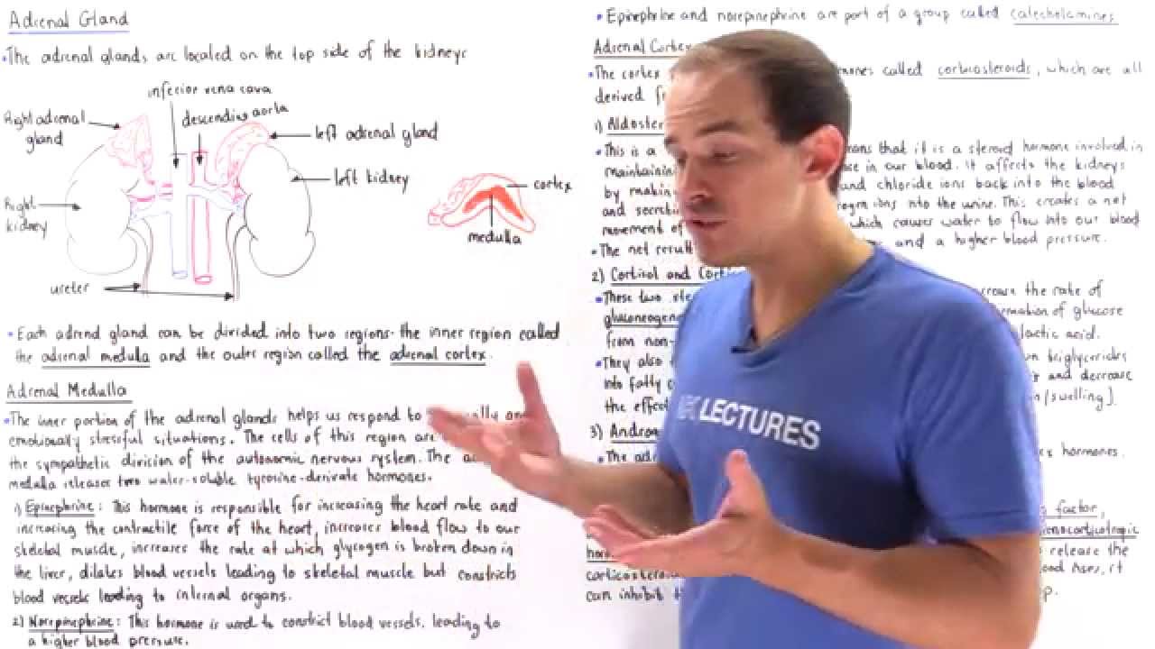 Adrenal Gland