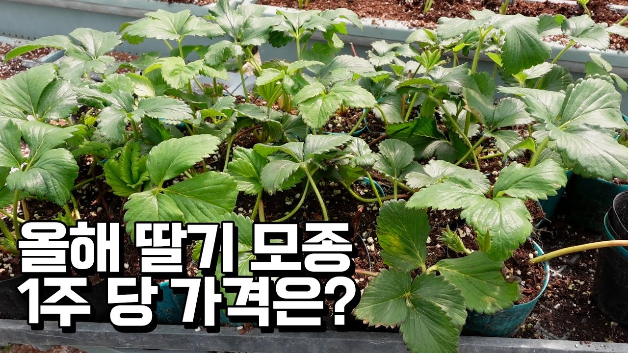 하우스 33동 딸기육묘 사장님의 좋은 모종 고르는 법