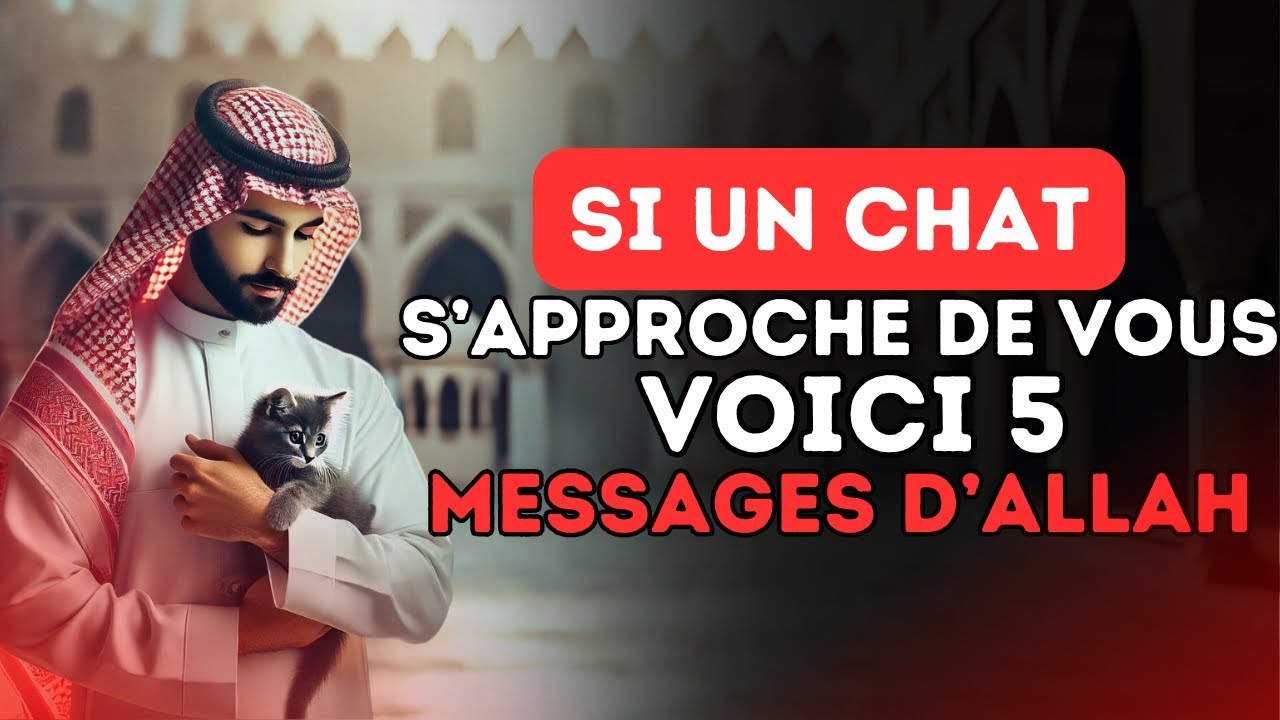 Si un chat s’approche de vous, VOICI 5 MESSAGES D’ALLAH