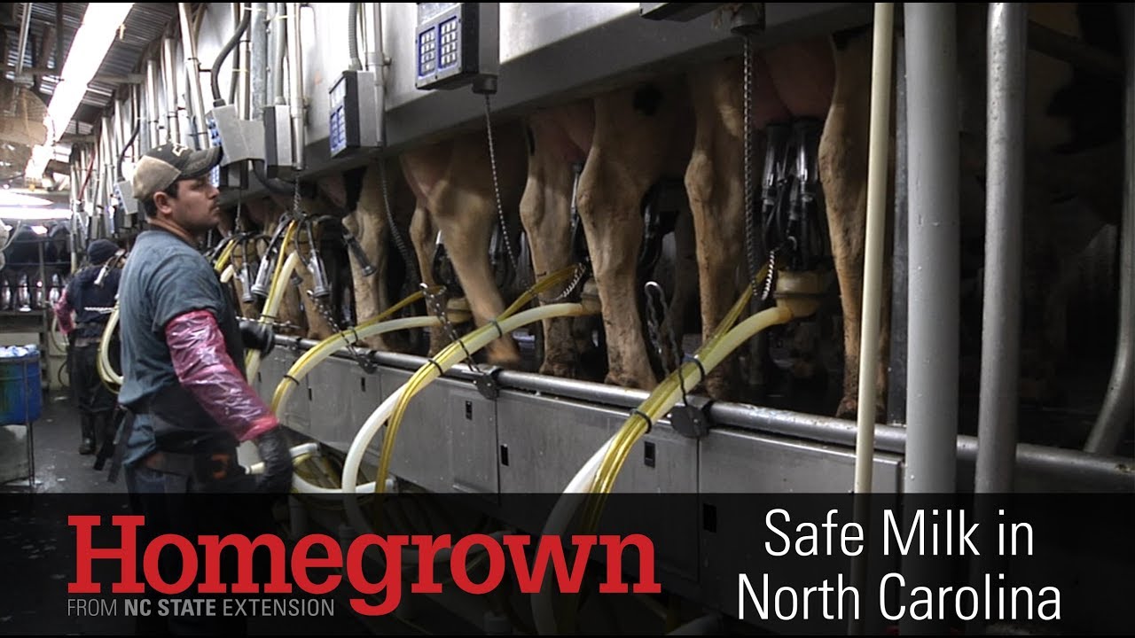 Homegrown | Milk Safety and the N.C. Dairy Industry
