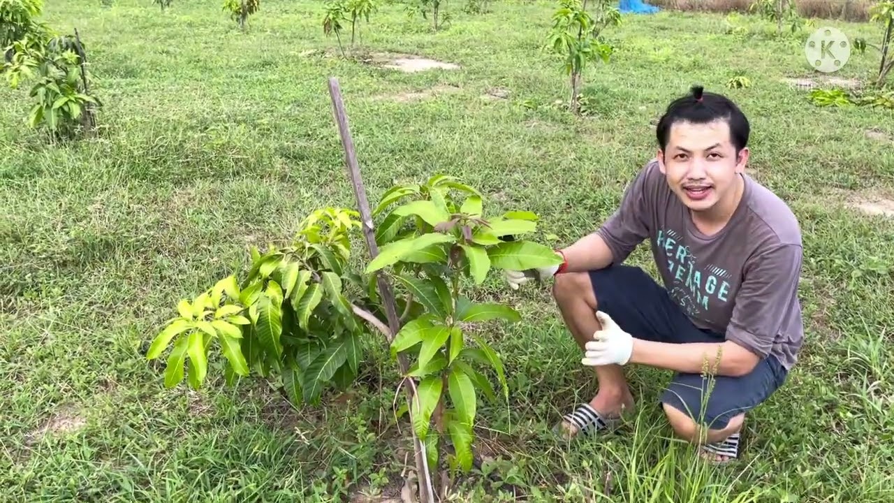 มะม่วงน้ำดอกไม้สีทอง MANGO LAND EP.7 ตัดแต่งกิ่งมะม่วงอายุ 1 ปี