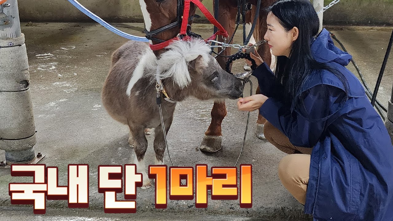 이게 다 자란겁니다!♥ 국내 단 1마리 뿐인 세상에서 가장 작은 미니말의 하루♥