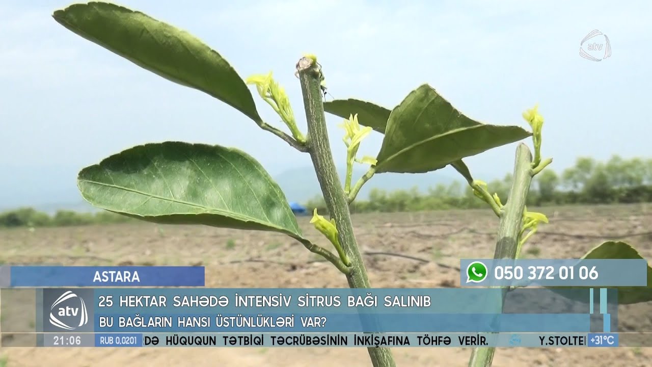 İntensiv sitrus bağlarının özəlliyi