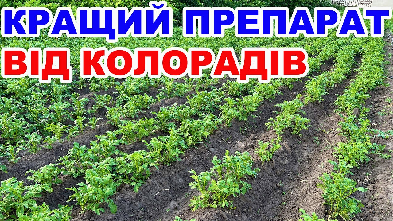 Захист картоплі від колорадського жука БІО МЕТОД !