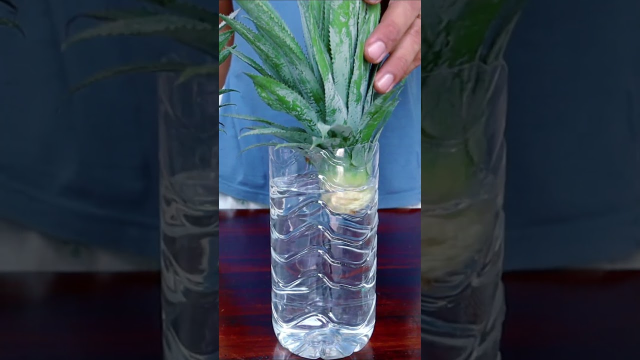 How to grow pine apple in water