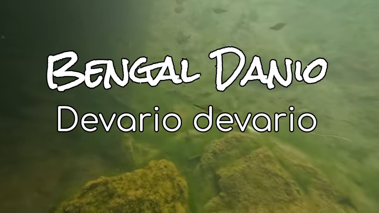 Discover the SECRET World of Bengal Danio in Meghalaya's Umngot River