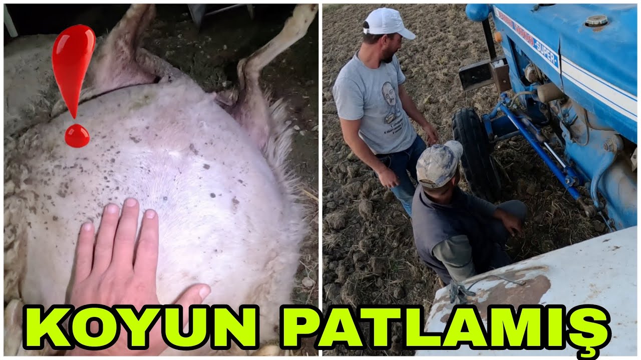 KOYUN PATLAMIŞ !! SANKİ UÇAK PİSTİ YAPIYORUZ~EKİME HAZIRLIK~HİDROLİK DİREKSİYON KIRILDI