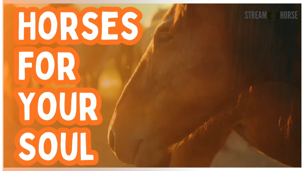 Horses for Your Soul ❤️🐴 Relaxing and Inspirational Horse Video