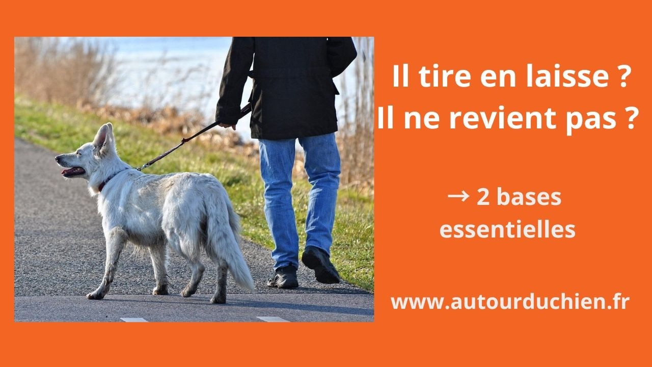 Impossible de promener votre chien sans qu’il tire ou qu’il s’enfuie ? 2 conseils essentiels pour ça
