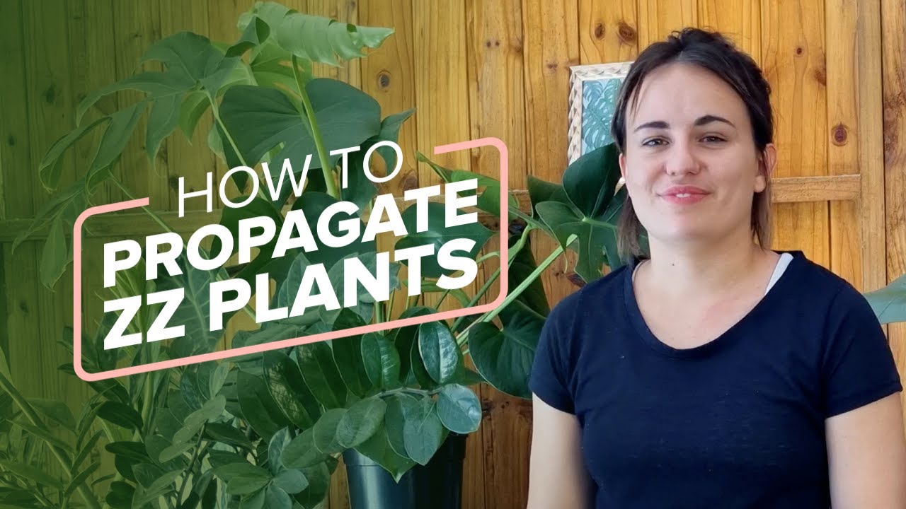 How To Propagate ZZ Plants Through Cuttings and Division