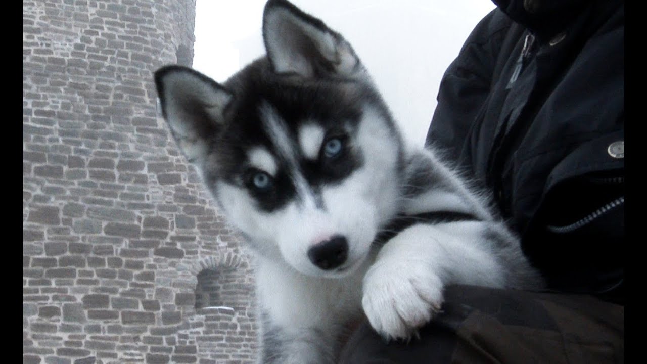 YouTube for Kids / Cute Siberian Husky 11 week old 