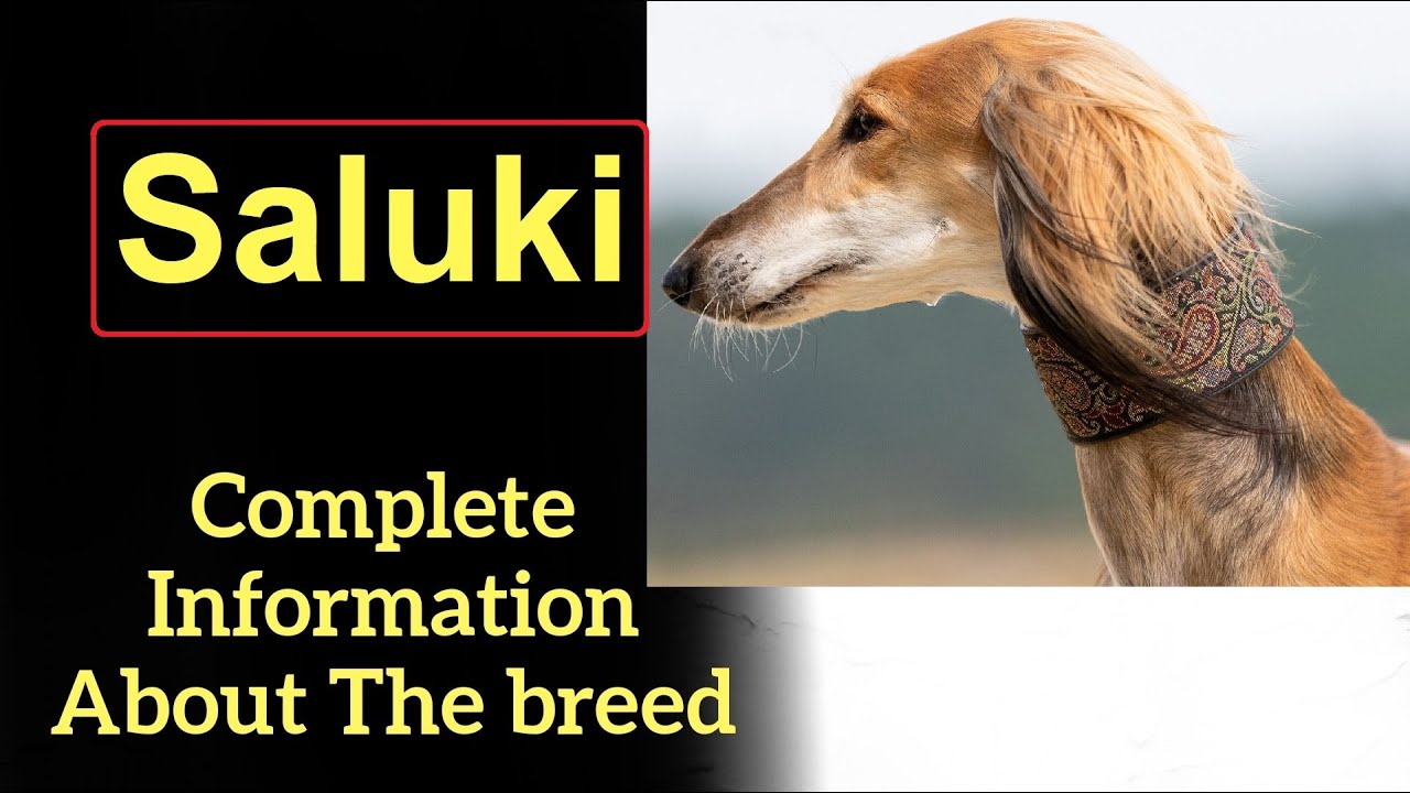 Saluki. Pros and Cons, Price, How to choose, Facts, Care, History