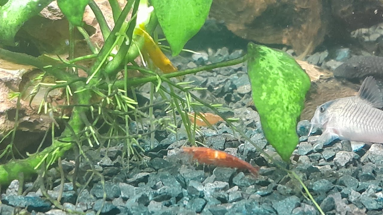 Czy KREWETKI NEOCARDINA można trzymać z rybami takimi jak Molinezje, Gupiki, Kiryski? TAK ale...🦐🌿