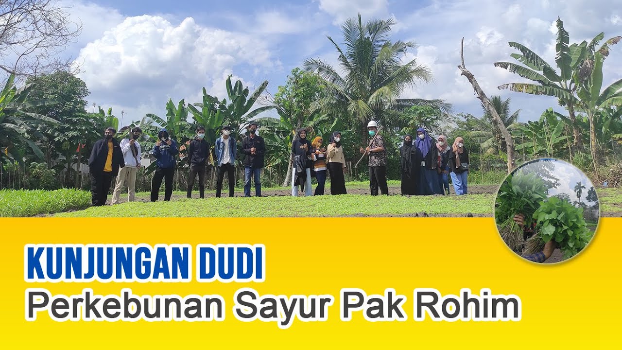 Kunjungan DUDI | Perkebunan Sayur Pak Rohim Prabumulih