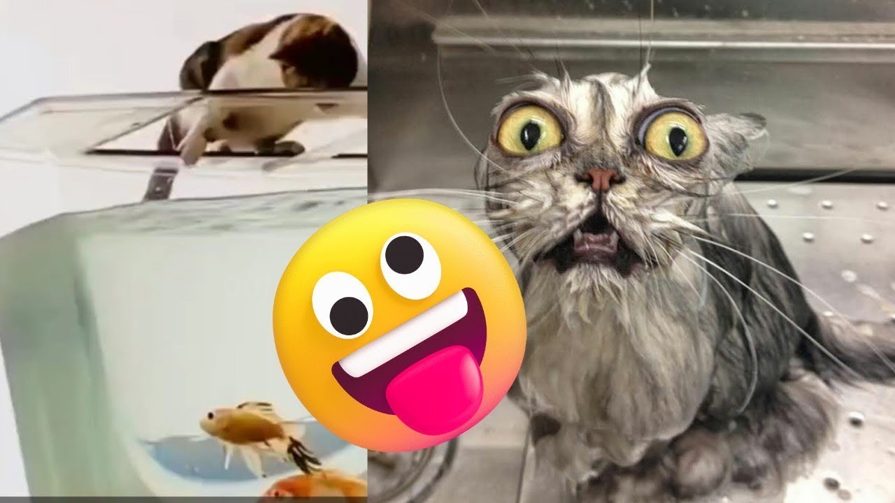 Pet Funny Moments Caught on Camera - Episode 18 - Petopia