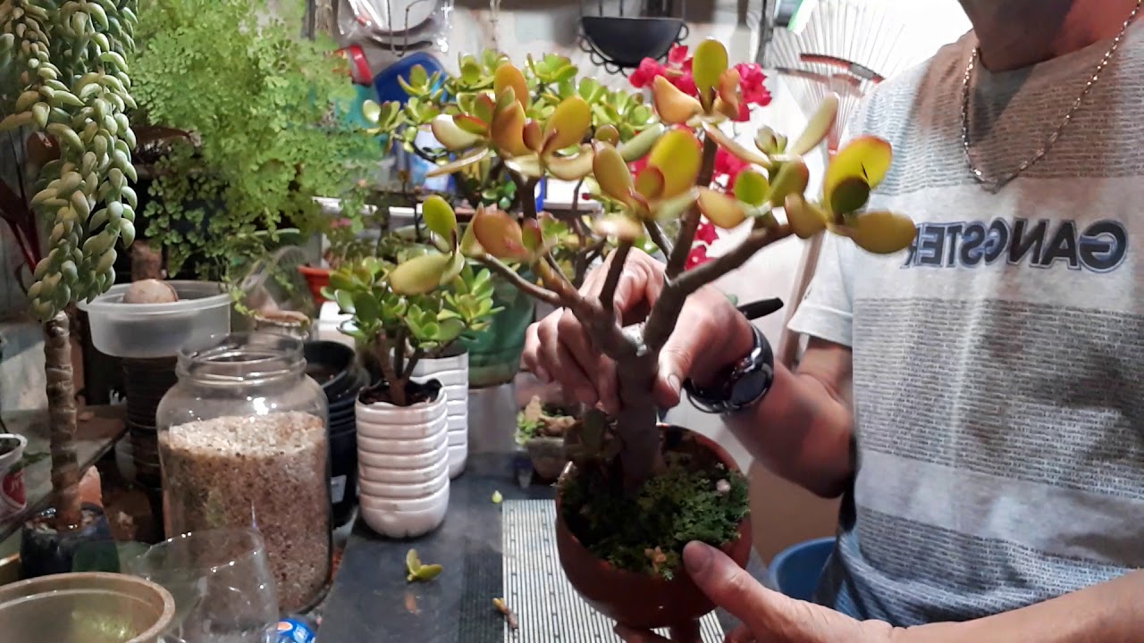 COMO E QUANDO FAZER A PODA DA PLANTA JADE (Crassula ovata)???