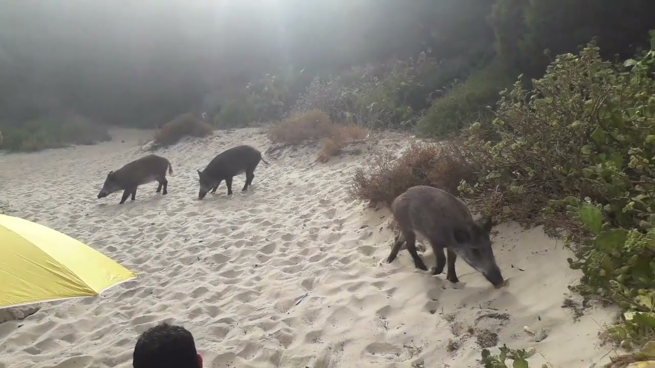 Javalis na praia 😂 Serra da Arrabida!!