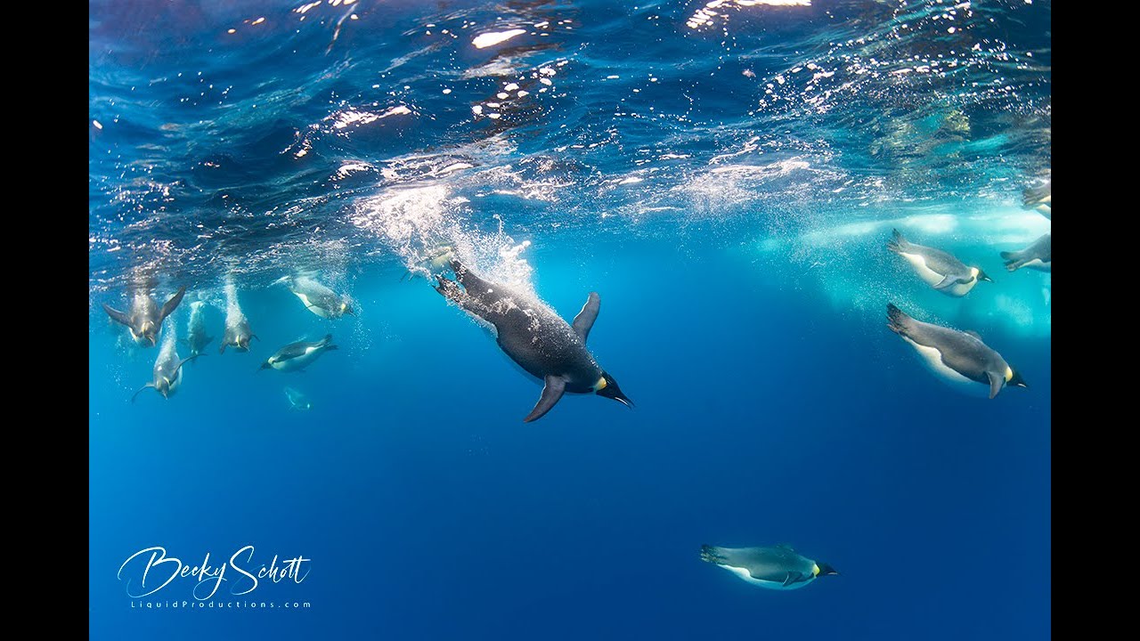 Emperor Penguins Diving Underwater in Antarctica