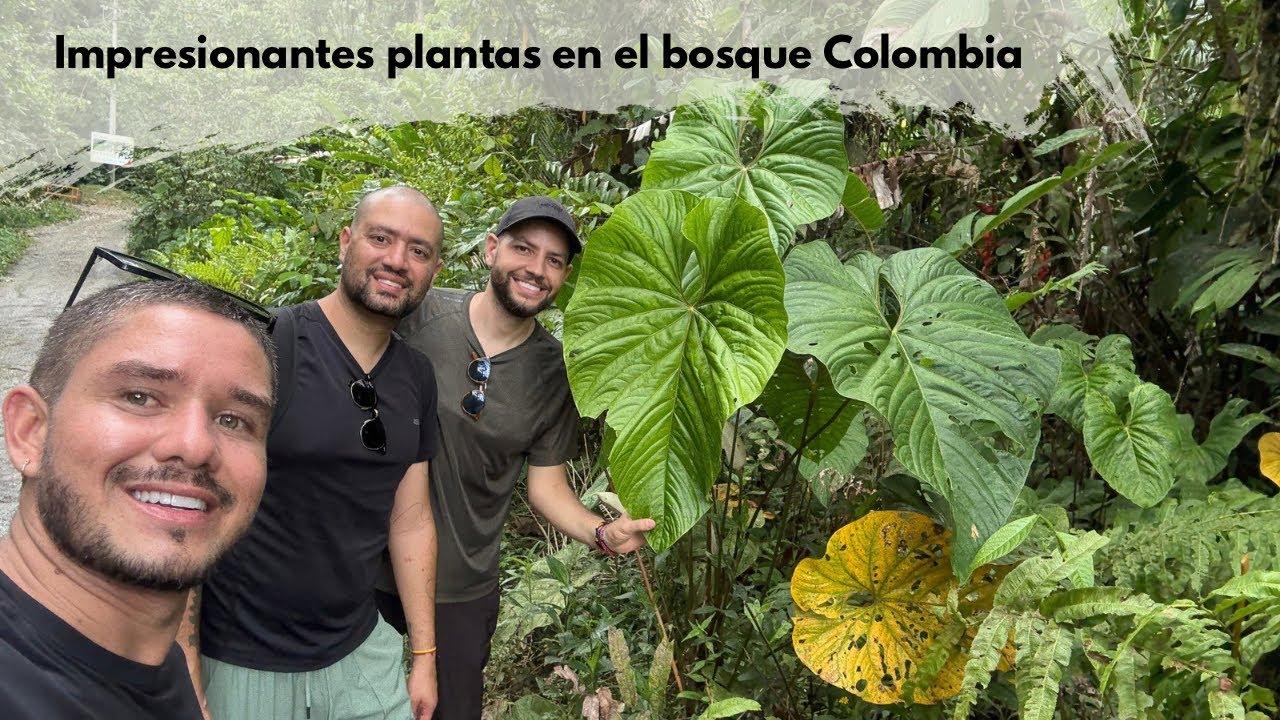 BUSCANDO PLANTAS  en HERMOSO BOSQUE COLOMBIANO 