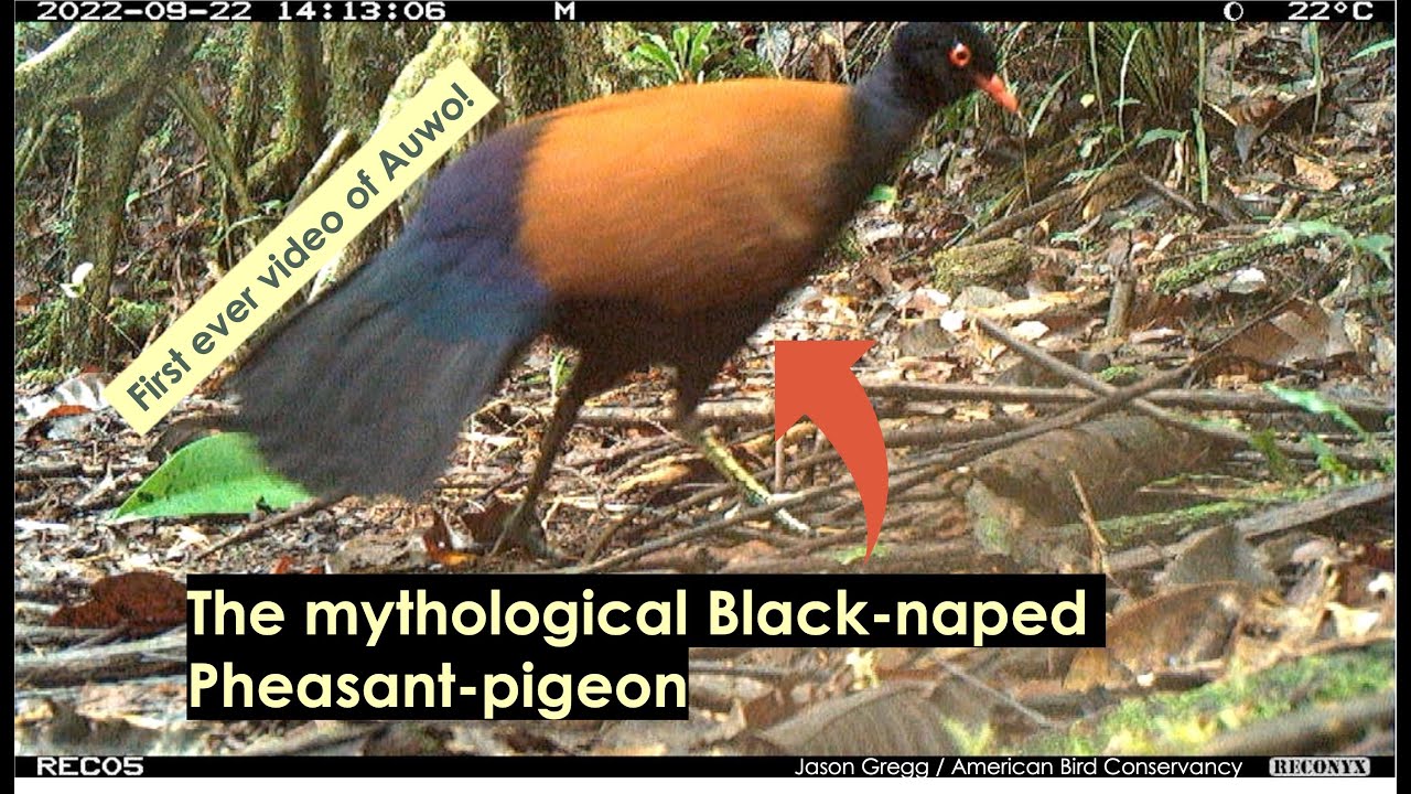 First ever video of Black-naped Pheasant-pigeon (Auwo)!