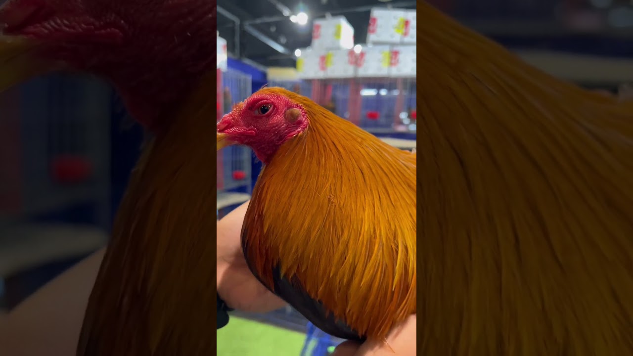 EXPO AT WORLD TRADE CENTER  POSSUM SWEATER POGI #chicken #whiterooster #redrooster #animals