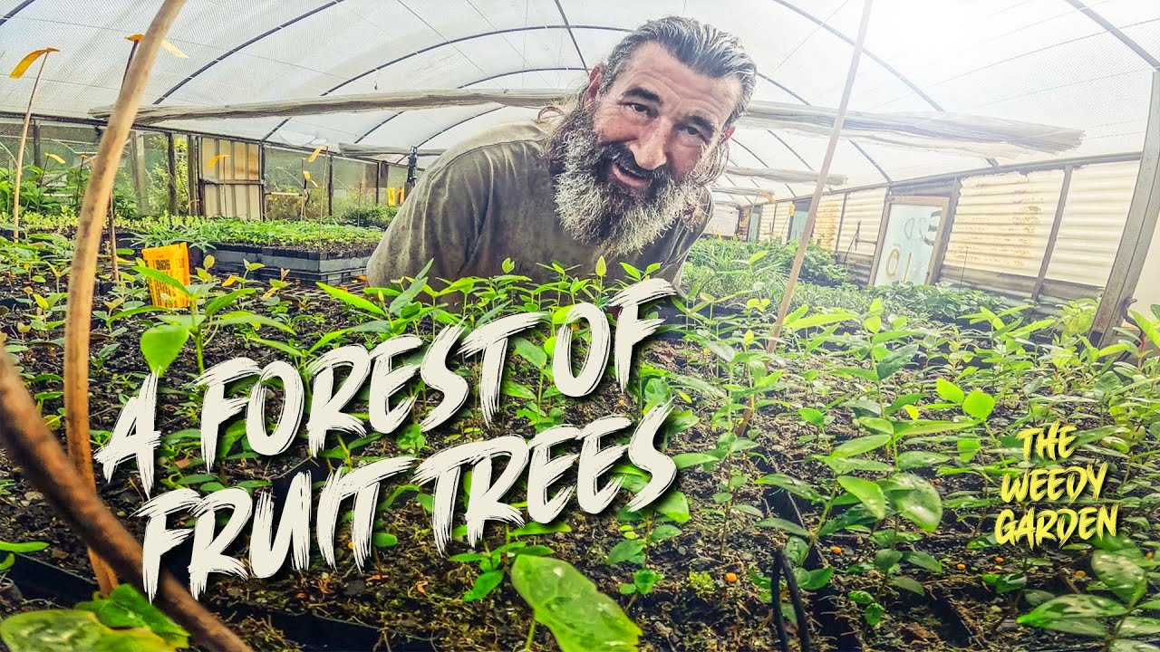 The Best Place to Buy Fruit Trees in Australia &ndash; They Post to Your Door!
