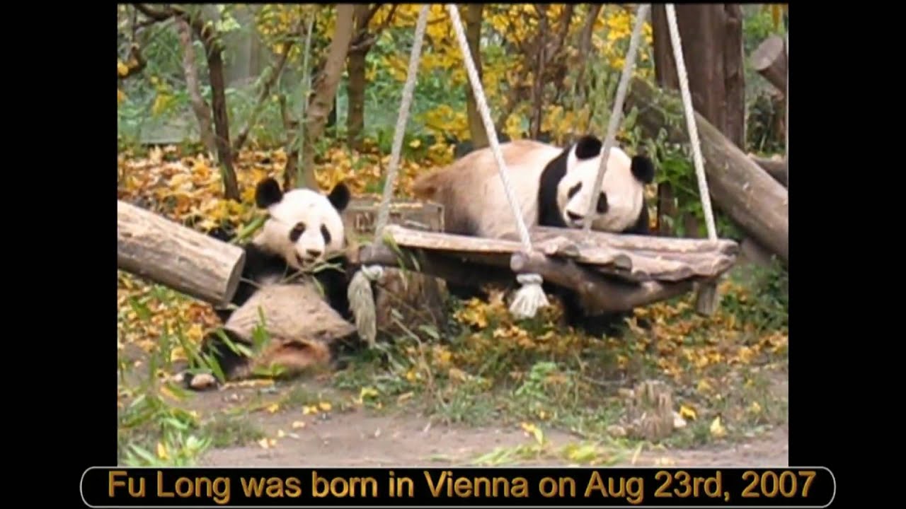 Panda Fu Long's last two days in Vienna