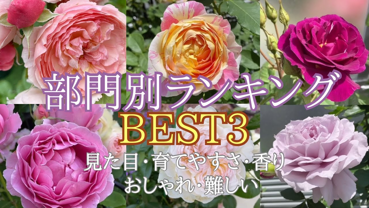 【部門別ランキング🌹】見た目、育てやすさ、香り、おしゃれ、難しさランキング