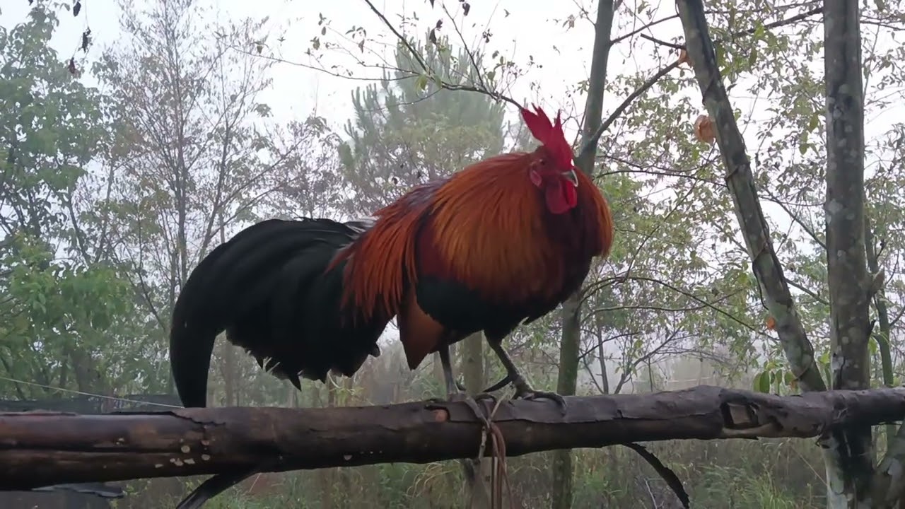 f1 Qua Zoo Khav Heev 183/2026