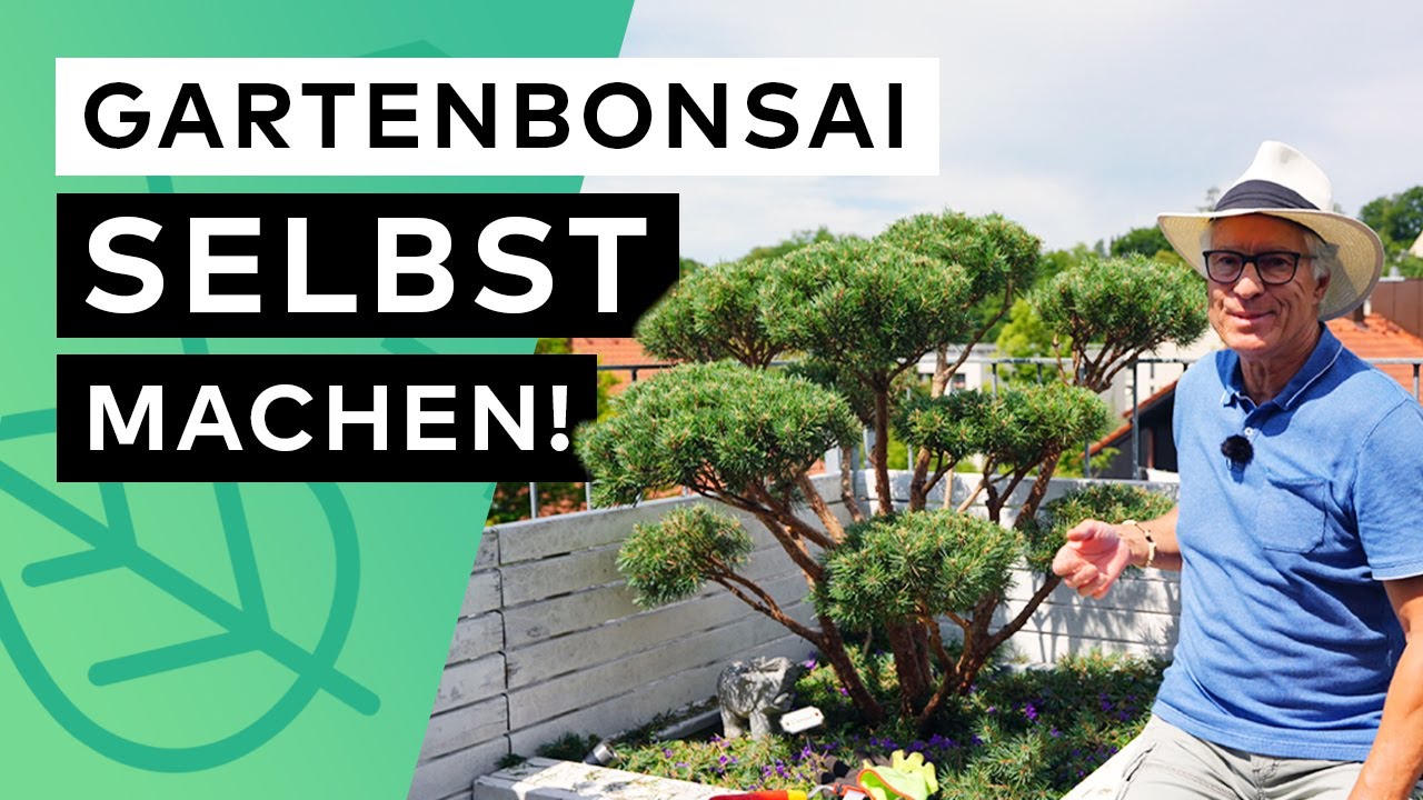 Gartenbonsai selbst gestalten - Formschnitt einer Silberkiefer
