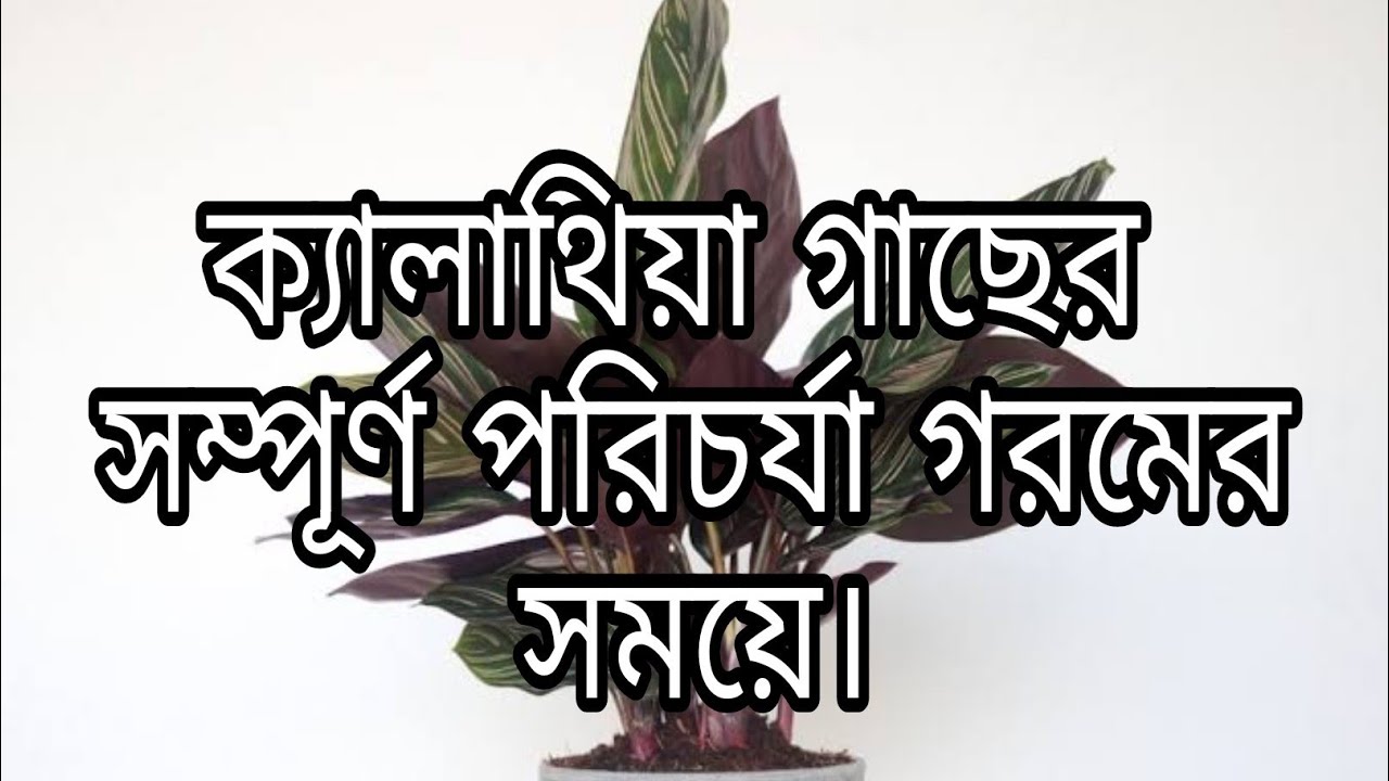 গ্রীষ্মকালে ক্যালাথিয়া গাছের সম্পূর্ণ পরিচর্যা। How to maintain calathea plants in summer.