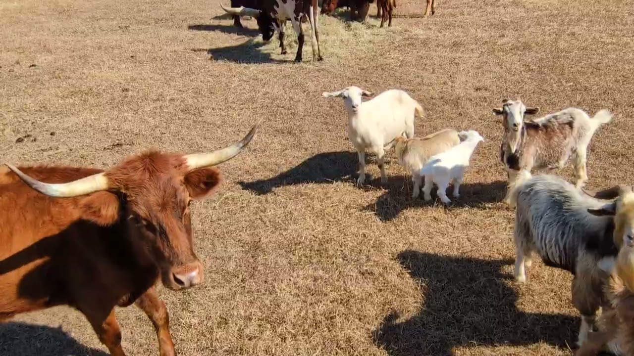 Homesteading is not a business.