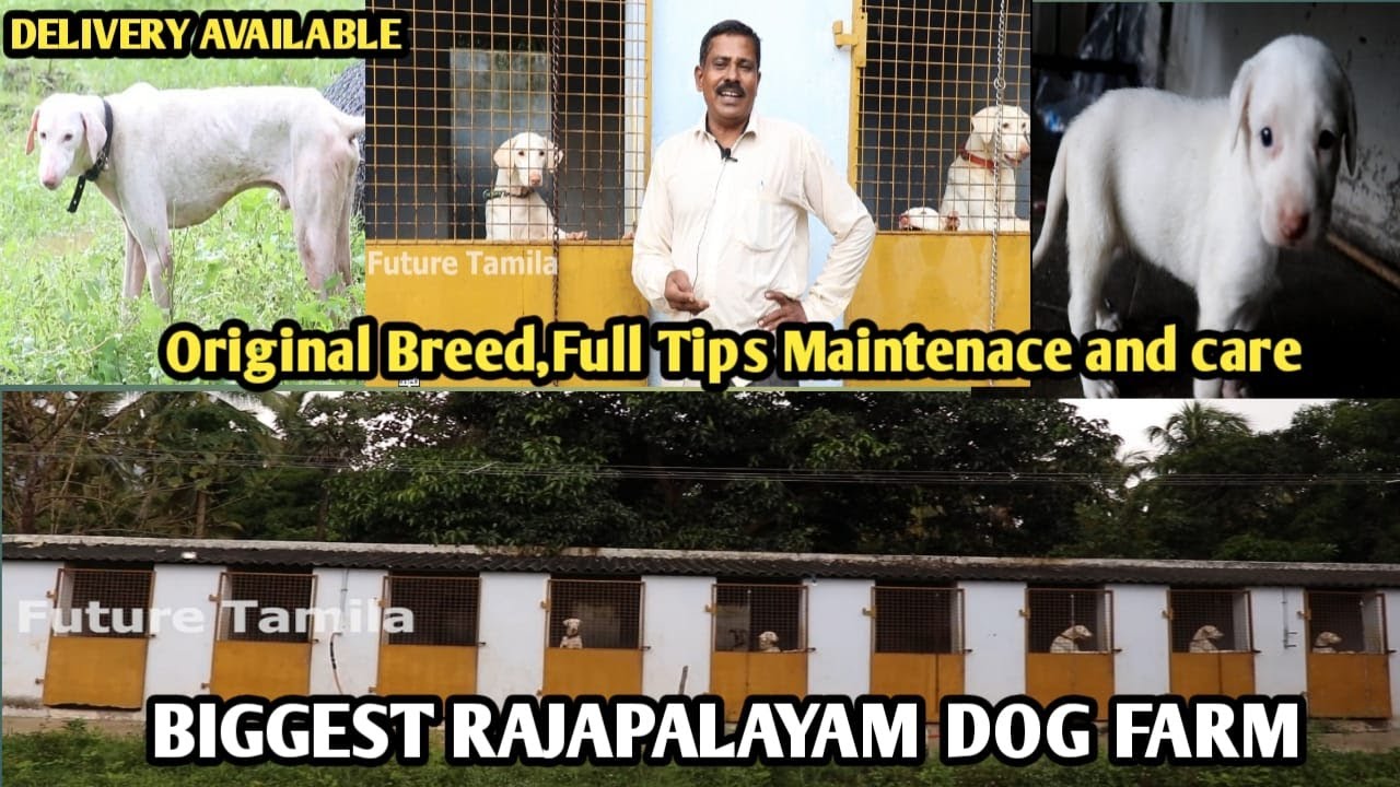 Rajapalayam Dog - ORIGINAL BREED RAJAPALAYAM DOG-How to Choose Rajapalaym Dog