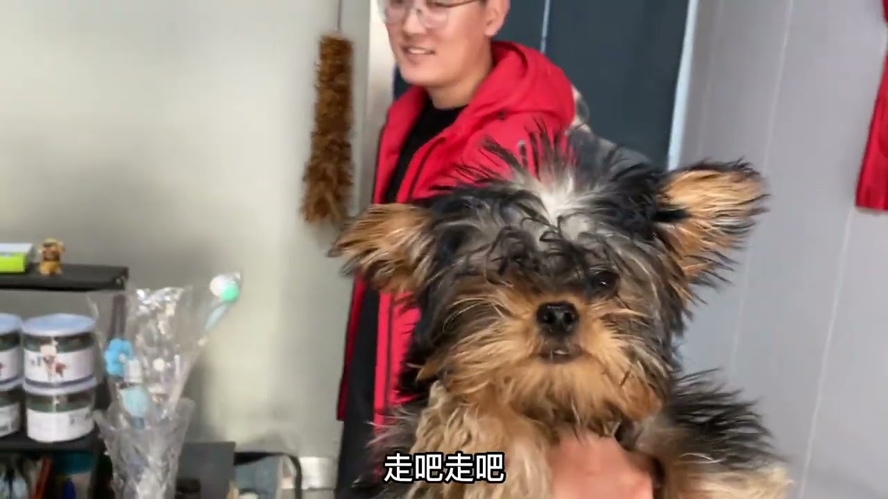 茶杯犬约克夏一个月没洗澡成了“流浪狗”
