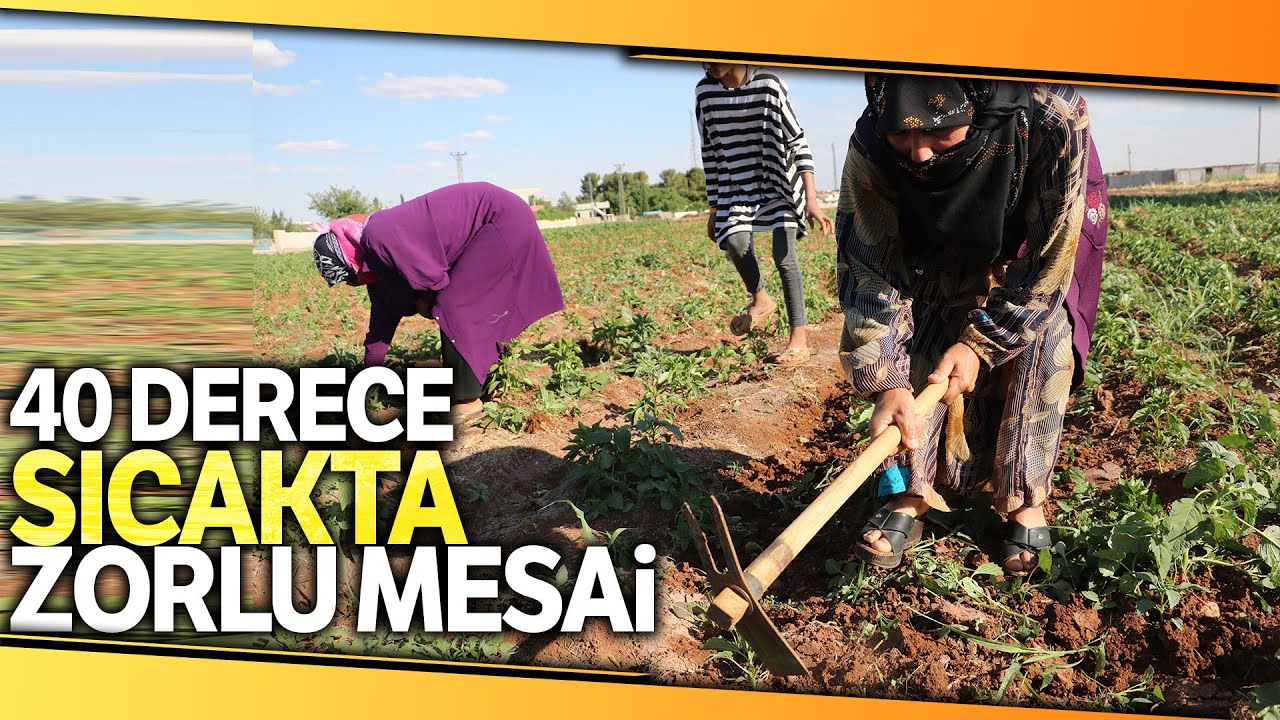 Tarım İşçileri 40 Derece Sıcakta Çapa Yapıyor