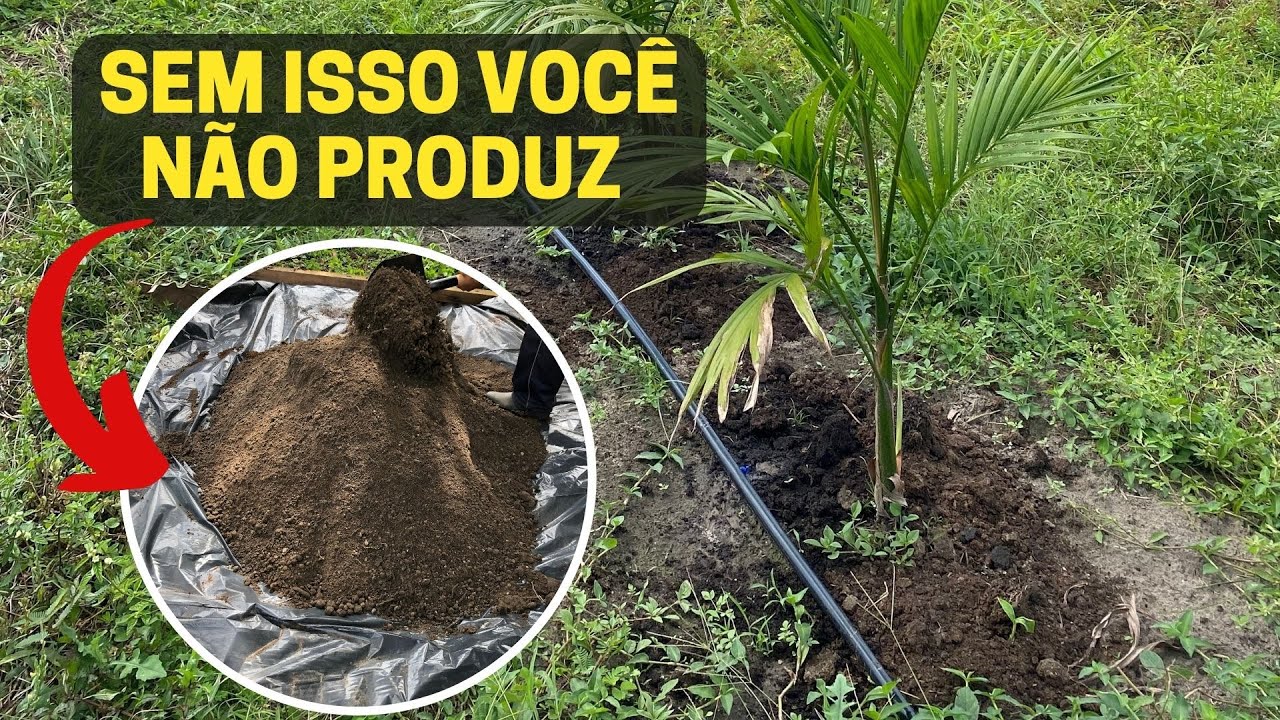ADUBAÇÃO ORGÂNICA DO AÇAÍ