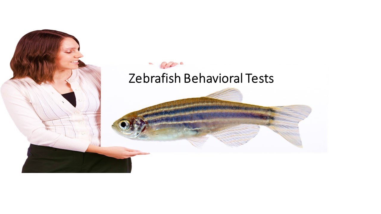 Zebrafish Behavioral Assessment |Tank Diving|Dark-Light|Open Field|New-Native Area|Motor Imbalance|