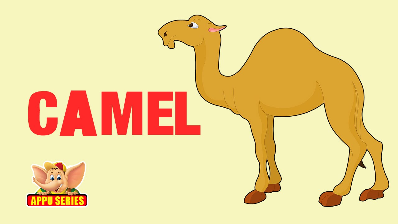 Animal Facts - Camel