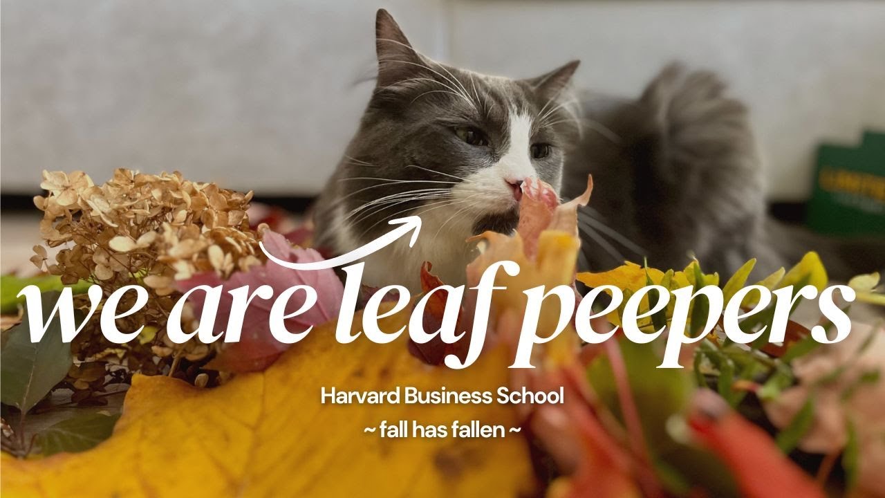 My Cats vs. Fall Leaves: our first New England Autumn! #harvardbusinessschool #newengland #asmr