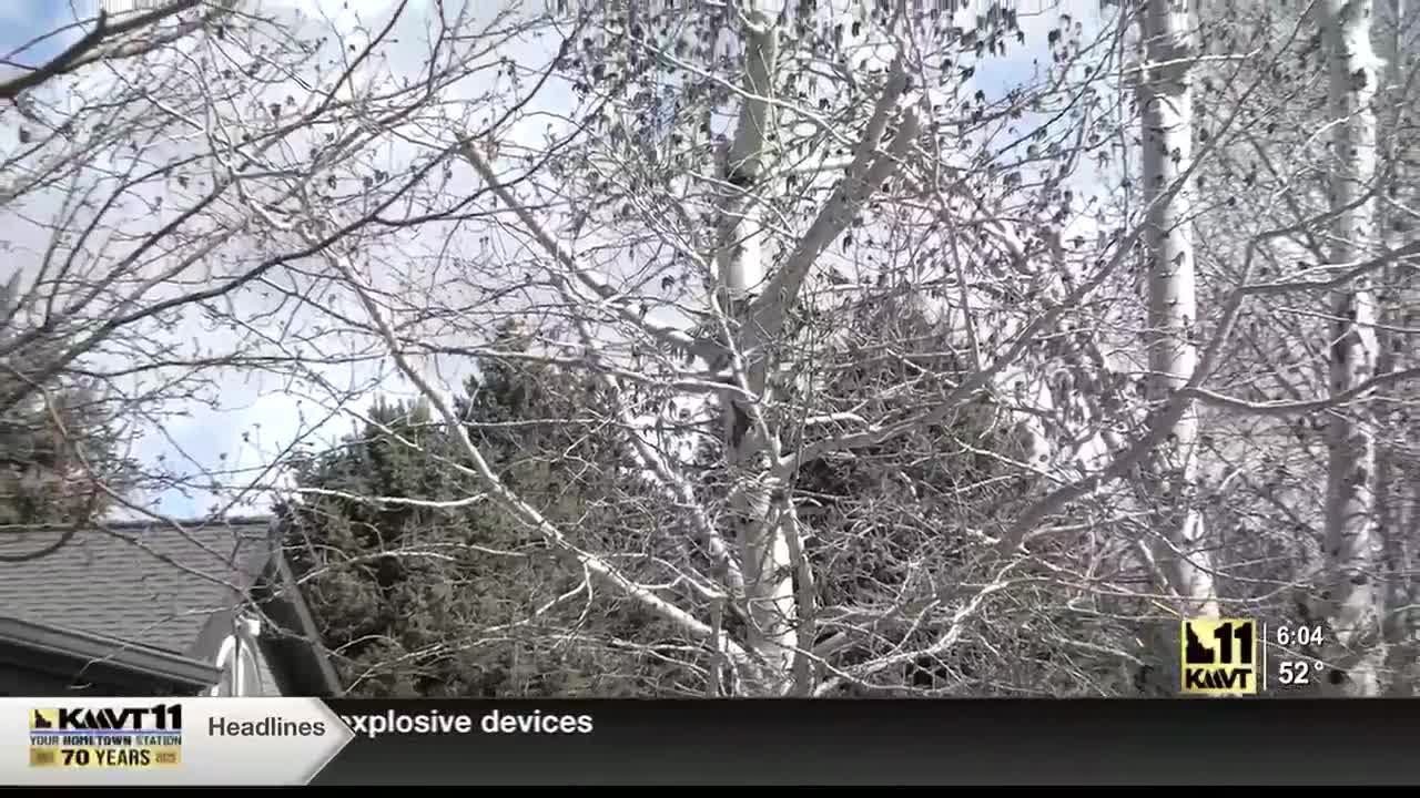 Carey resident upset after recent tree-cutting incident | KMVT
