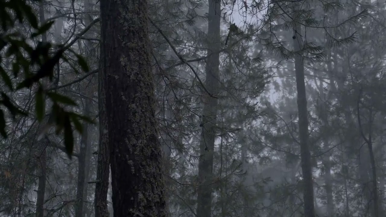 Dark Woods Rain | The Off Switch